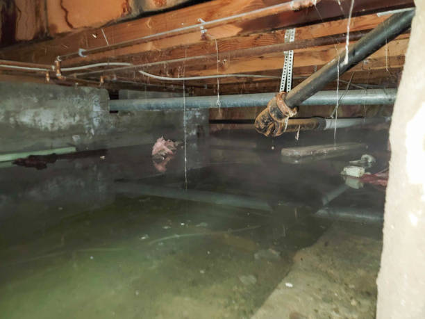 Best Professional water damage repair  in Saugatuck, CT